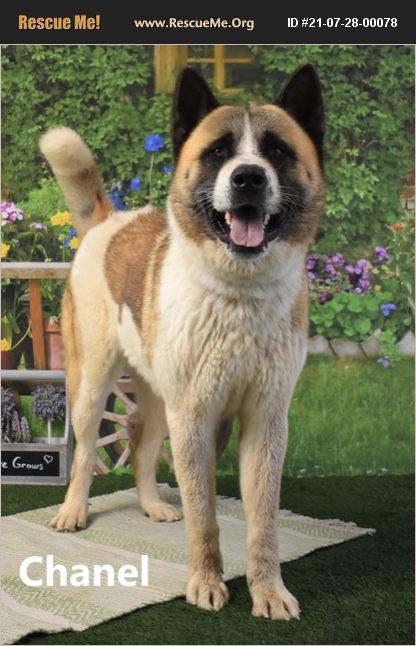 ADOPT 21072800078 ~ Akita Rescue ~ Yuma, AZ