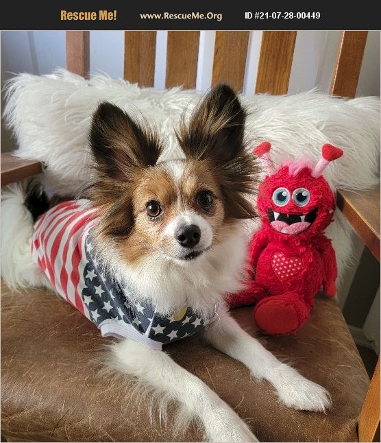 ADOPT 21072800449 Papillon Rescue Chandler, AZ