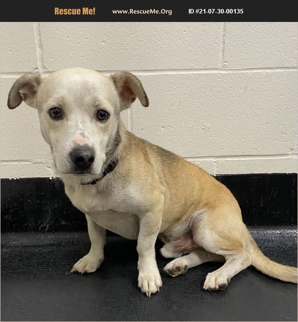 ADOPT 21073000135 Beagle Rescue Barnwell, SC