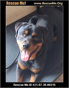 - Arizona Rottweiler Rescue - ADOPTIONS - Rescue Me!