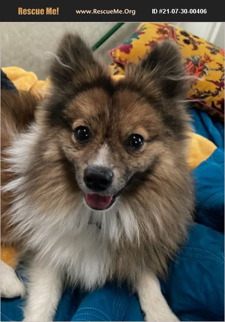 rescue runts pomeranian