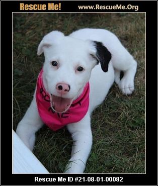 - Iowa German Shepherd Rescue - ADOPTIONS - Rescue Me!