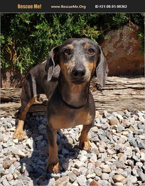 ADOPT 21080100362 Dachshund Rescue Albuquerque, NM