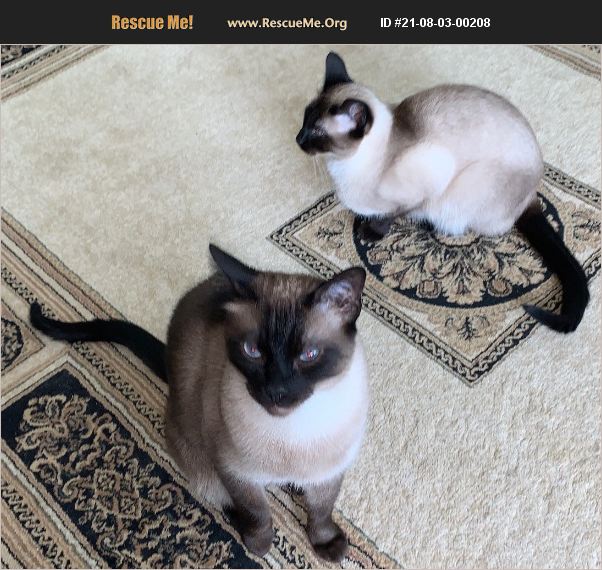ADOPT 21080300208 Siamese Rescue Houston, TX