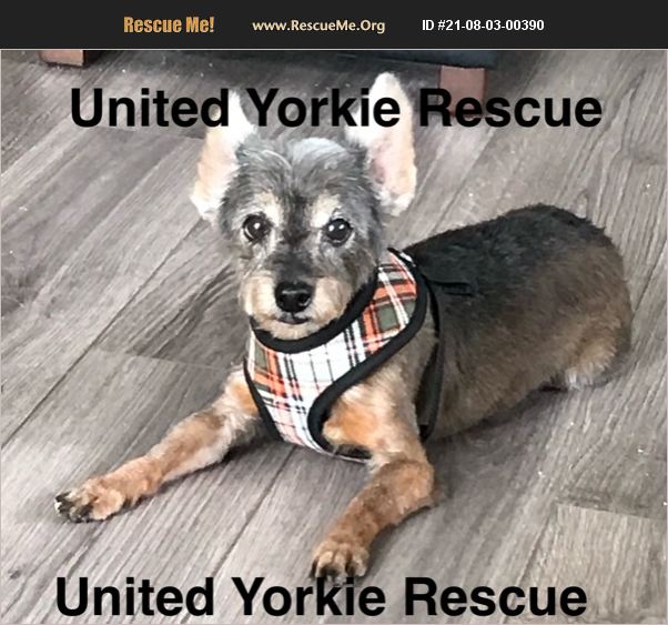 ADOPT 21080300390 Yorkie Rescue Zephyrhills, FL