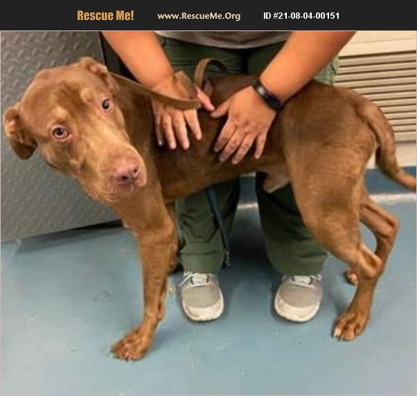 ADOPT 21080400151 Lab Rescue Carroll County, MD