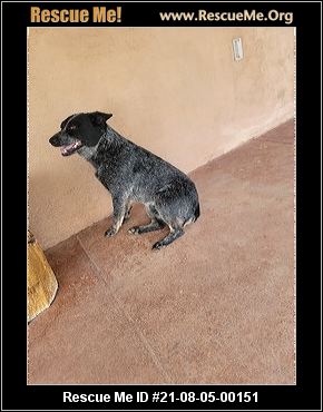 - New Mexico Dog Rescue - ADOPTIONS - Rescue Me!