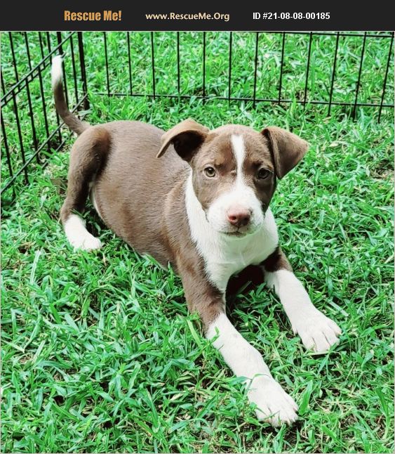 ADOPT 21080800185 Pit Bull Rescue Griffin, GA