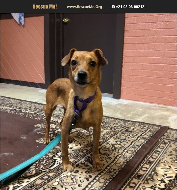 ADOPT 21080800212 Dachshund Rescue Spindale, NC