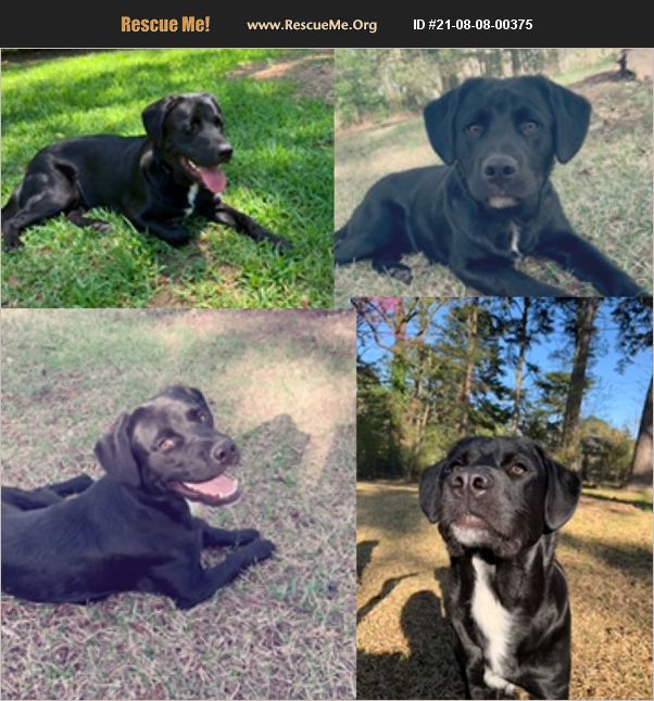 ADOPT 21080800375 Lab Rescue Little Rock, AR