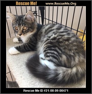 - Virginia Maine Coon Rescue - ADOPTIONS - Rescue Me!