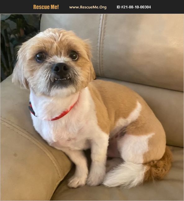 Adopt Shih Tzu Rescue Phoenix Az