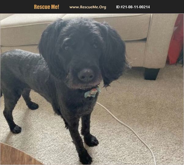 ADOPT 21081100214 Portuguese Water Dog Rescue Pleasant Grove, UT