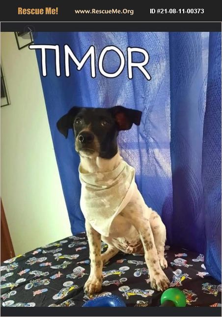 ADOPT 21081100373 ~ Lab Rescue ~ Virginia Beach, VA