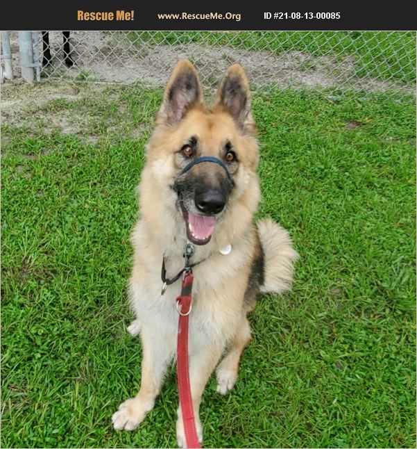 ADOPT 21081300085 German Shepherd Rescue Lake City, FL