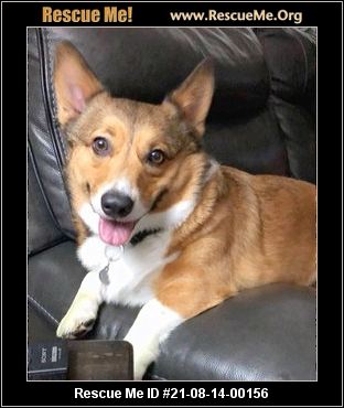 - Texas Corgi Rescue - ADOPTIONS - Rescue Me!