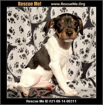 - Reigning Cat and Dogs Rescue inc. - Lagrange, IN - AVAILABLE PETS