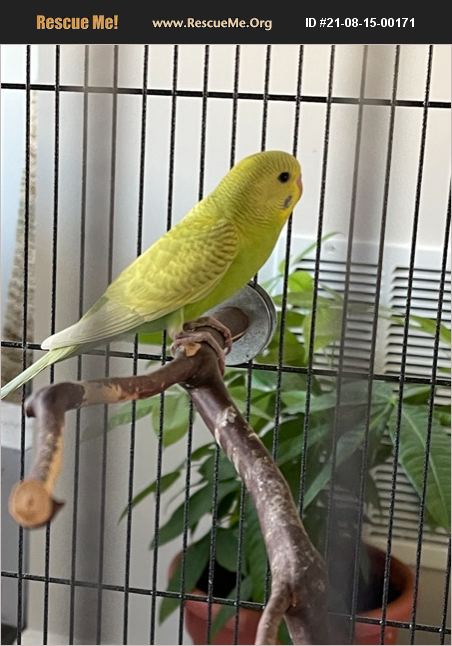 ADOPT 21081500171 ~ Pet Bird Rescue ~ Lanham, MD