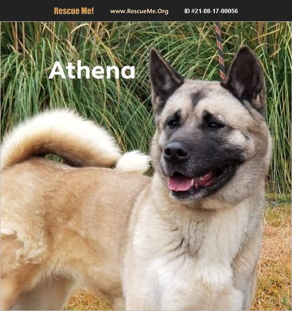 North Texas Akita Rescue Akita Rescue Texas Dogs Rescueme Me Animal