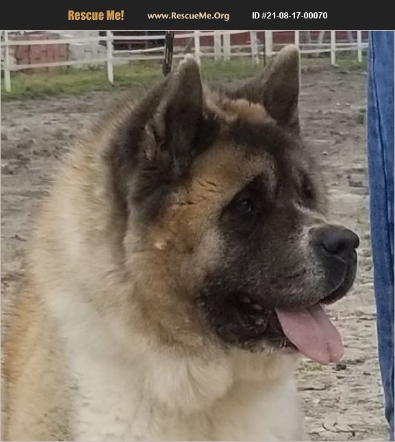 ADOPT 21081700070 ~ Akita Rescue ~ Greenville, TX