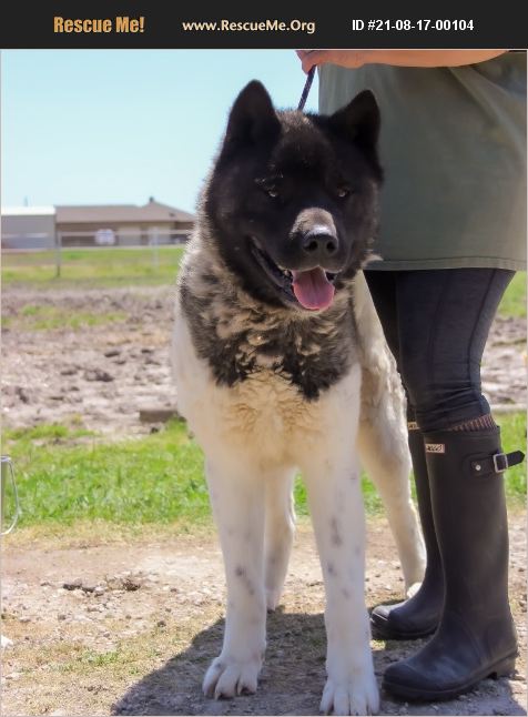 ADOPT 21081700104 ~ Akita Rescue ~ Greenville, TX