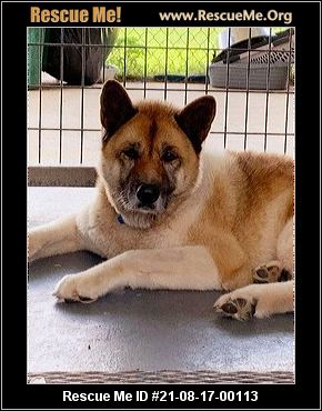 - Texas Akita Rescue - ADOPTIONS - Rescue Me!