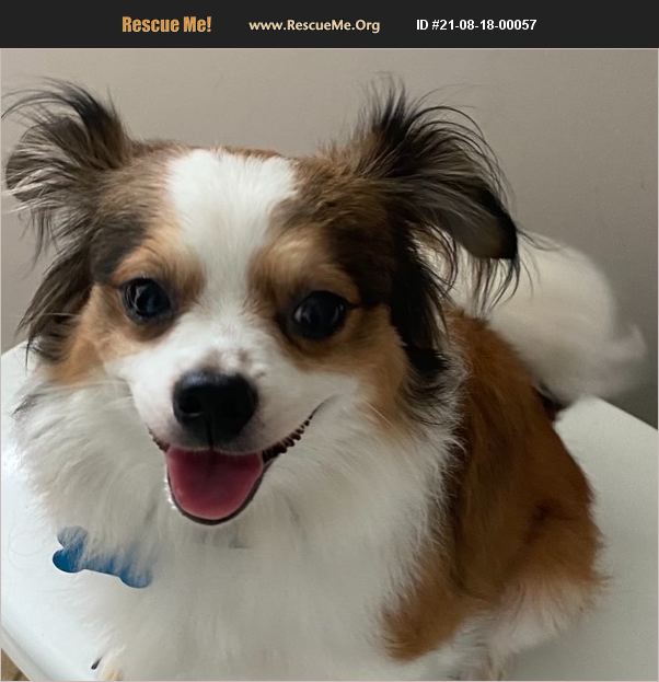 ADOPT 21081800057 Papillon Rescue Stratford, CT