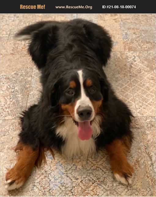 ADOPT 21081800074 ~ Bernese Mountain Dog Rescue ~ Jeffersonville, IN