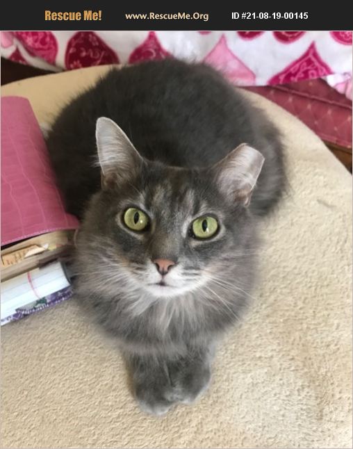 ADOPT 21081900145 Norwegian Forest Cat Rescue Lexington, KY