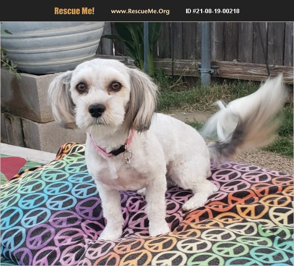 ADOPT 21081900218 Lhasa Apso Rescue Wylie, TX