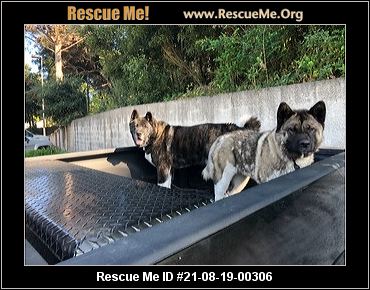 - California Akita Rescue - ADOPTIONS - Rescue Me!