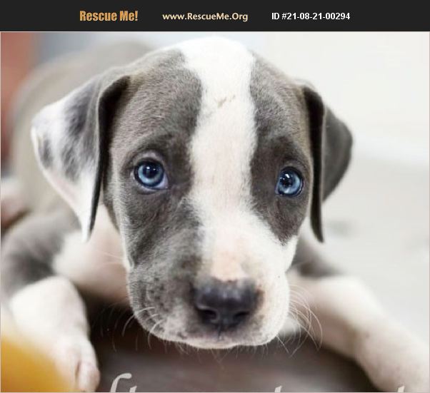 ADOPT 21082100294 Pit Bull Rescue Griffin, GA