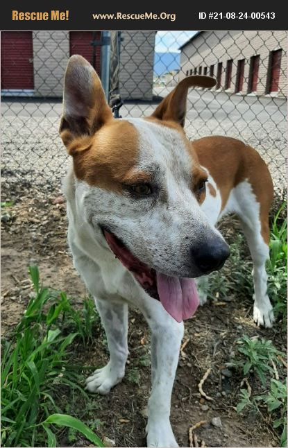 ADOPT 21082400543 ~ Australian Cattle Dog Rescue ~ Yavapai County, AZ