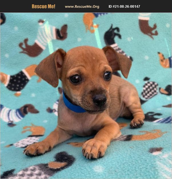 Adopt 21082600147 ~ Chihuahua Rescue ~ Phoenix Az