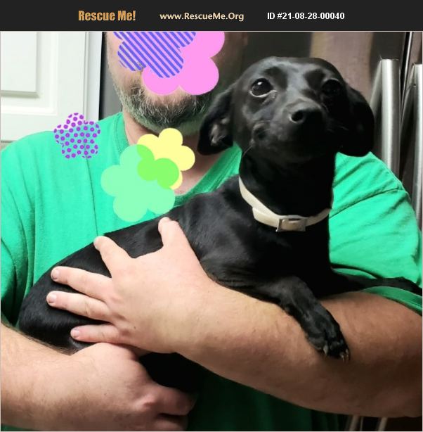 ADOPT 21082800040 ~ Dachshund Rescue ~ Dothan, AL