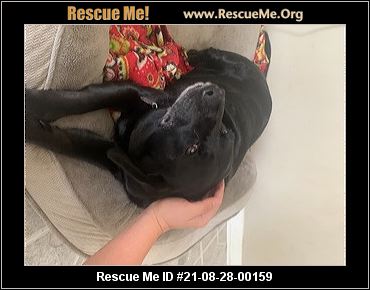 - Tennessee Dog Rescue - ADOPTIONS - Rescue Me!