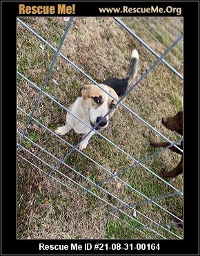 - Tennessee Dog Rescue - ADOPTIONS - Rescue Me!