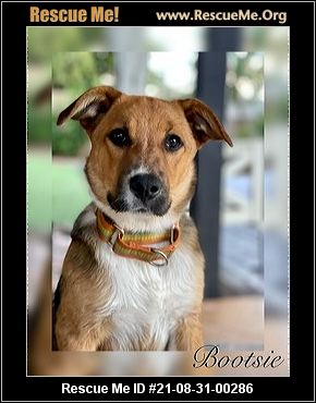 - Arizona Dog Rescue - ADOPTIONS - Rescue Me!