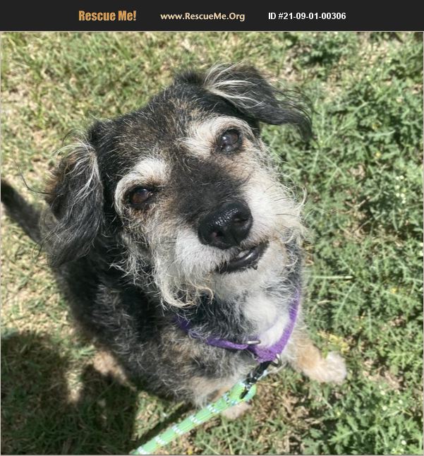 ADOPT 21090100306 Yorkie Rescue Dripping Springs, TX