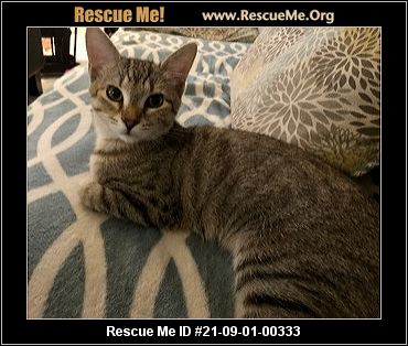 - North Carolina Cat Rescue - ADOPTIONS - Rescue Me!