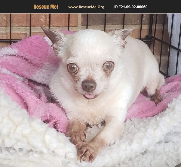 ADOPT 21090200060 ~ Chihuahua Rescue ~ Aiken, SC