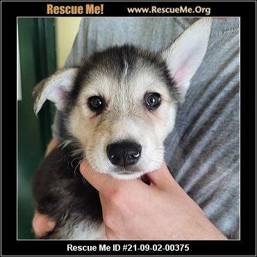 - Tennessee Dog Rescue - ADOPTIONS - Rescue Me!