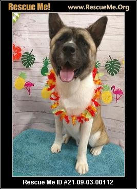 - Texas Akita Rescue - ADOPTIONS - Rescue Me!