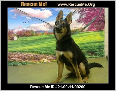 - California Australian Kelpie Rescue - ADOPTIONS - Rescue Me!