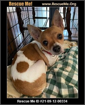 - California Chihuahua Rescue - ADOPTIONS - Rescue Me!