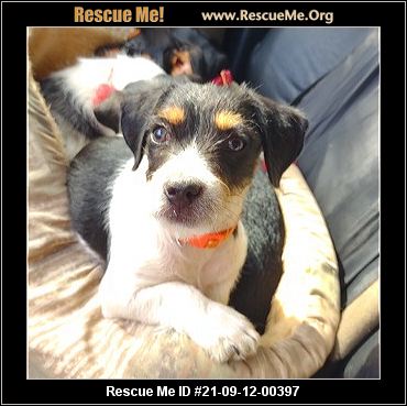 - Arizona Dog Rescue - Adoptions - Rescue Me!