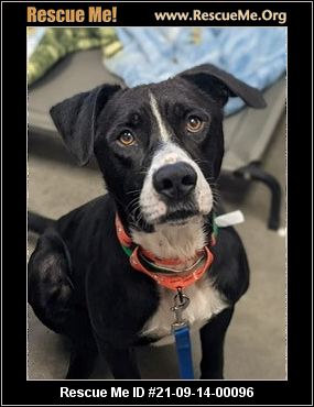 - Arizona Dog Rescue - ADOPTIONS - Rescue Me!