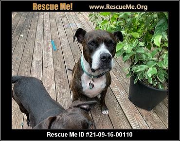 - Virginia Dog Rescue - ADOPTIONS - Rescue Me!