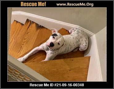 - Rhode Island Dog Rescue - ADOPTIONS - Rescue Me!