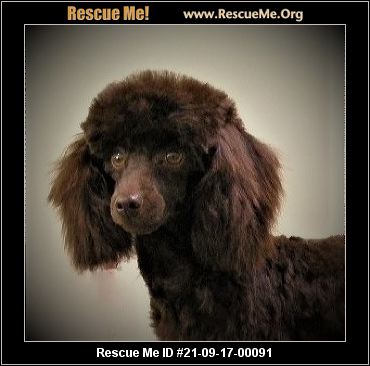 - Florida Poodle Rescue - ADOPTIONS - Rescue Me!